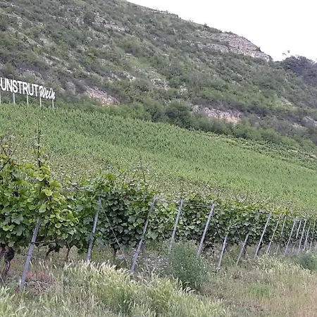 Weinbergblick