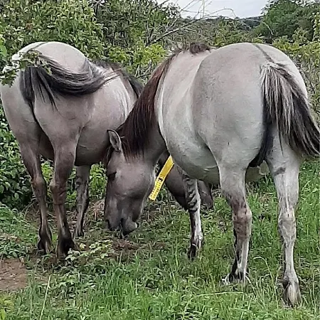 Weinbergblick Apartament