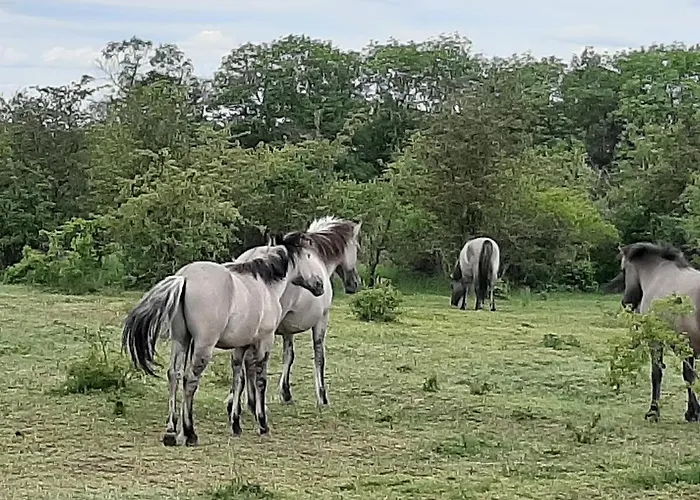 Weinbergblick Apartment *